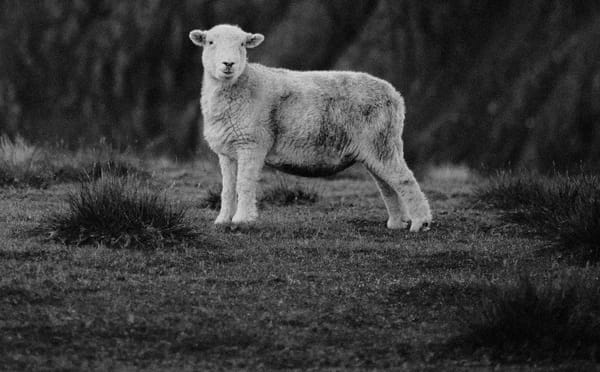 The Wolf and The Lamb (Willowtree Special Southbound)